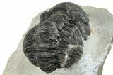 Bargain, Austerops Trilobite - Ofaten, Morocco #287554-4